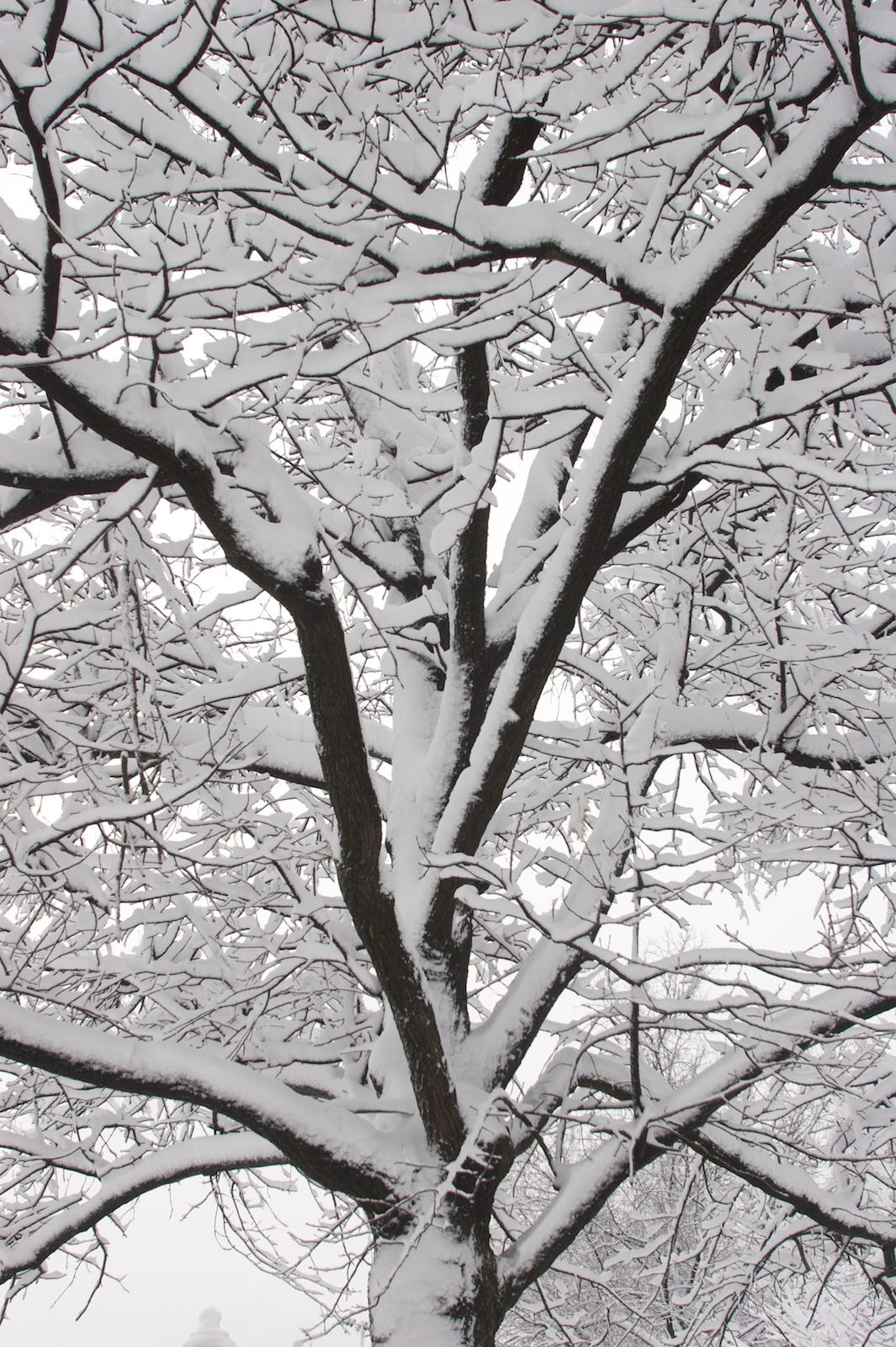 Let it Snow