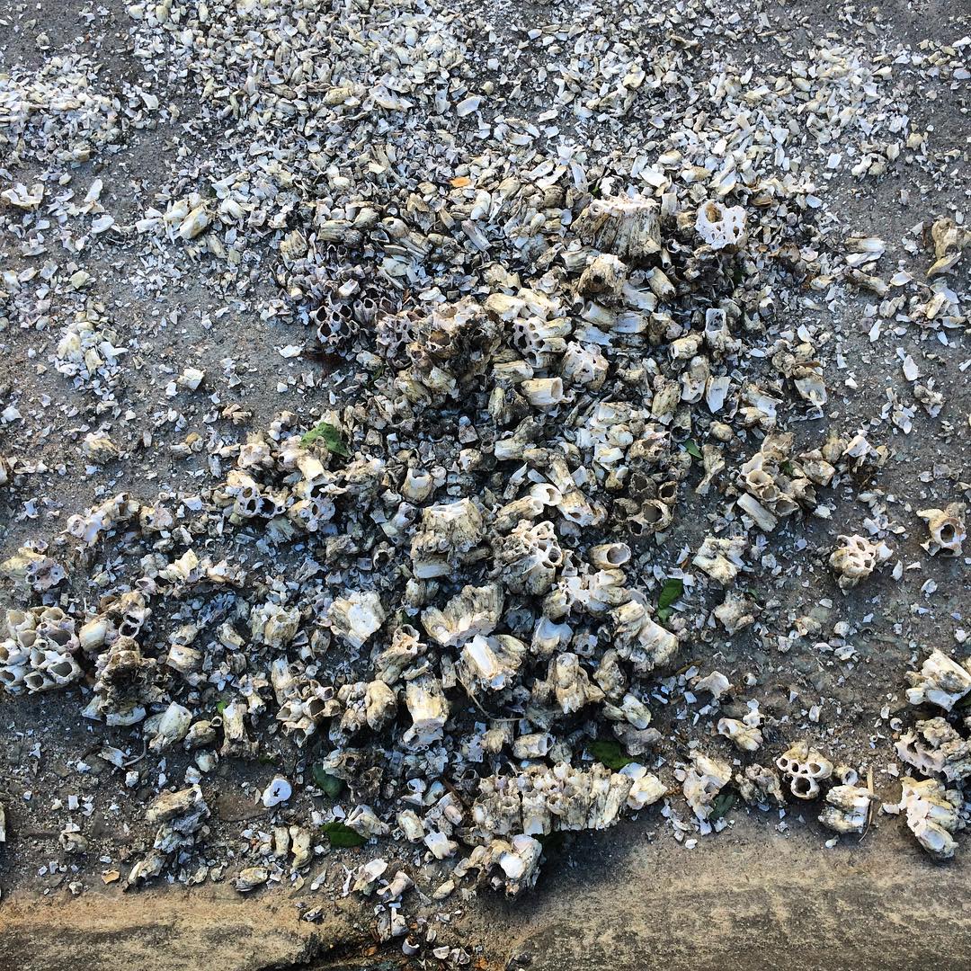 Remnants. (The last barnacle photo for a while. I promise.)