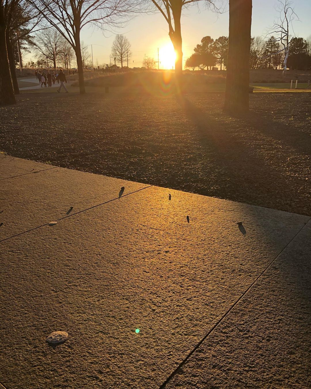 Gum at golden hour